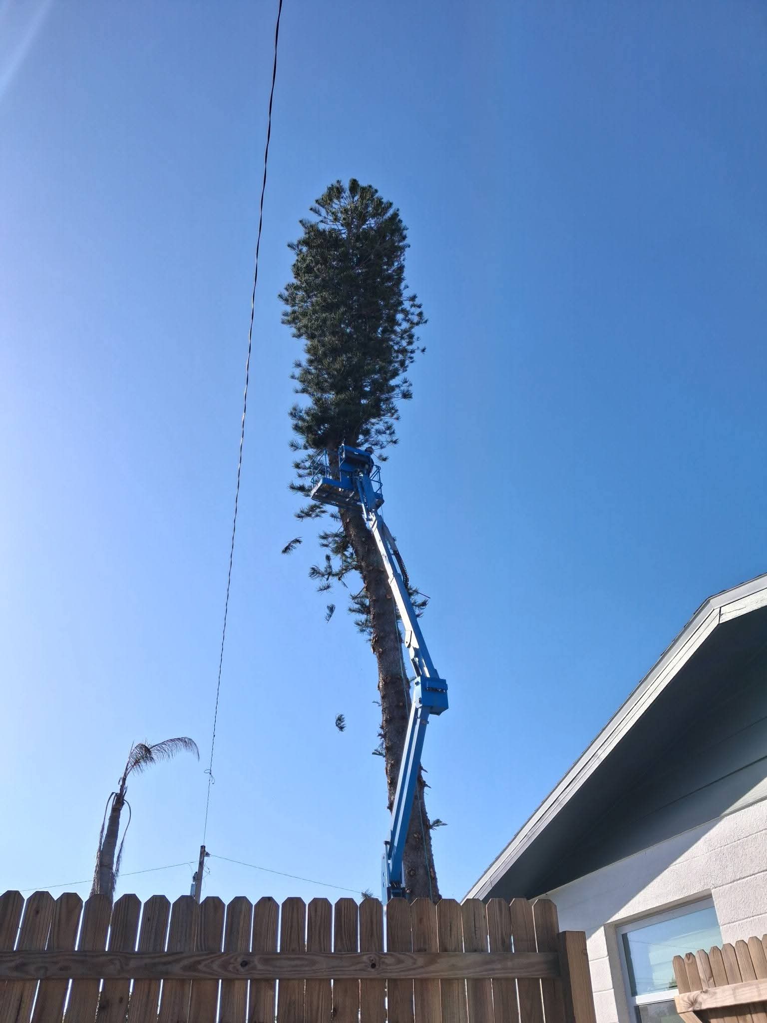 Completed tree removal job with stump grinding and cleanup